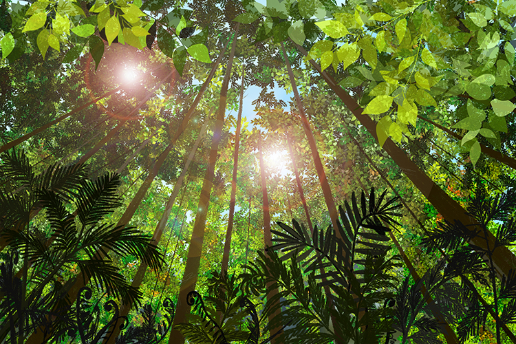 Trees in a  forest interspecific compete for the best sunlight by growing taller than the rest